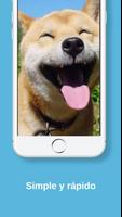 Imagenes de Shiba Inu capture d'écran 2