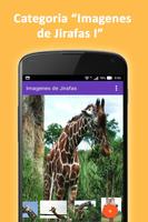 Imagenes de Jirafas para Fondos de Pantalla HD screenshot 2