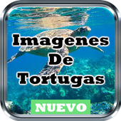 Imagenes de Tortugas Marinas Fondo de Pantalla HD icon