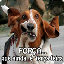 Imagens engraçadas e loucas APK