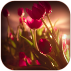 Tulips Wallpaper आइकन