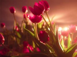 Tulips Wallpaper স্ক্রিনশট 1