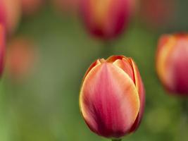 Tulips Wallpaper स्क्रीनशॉट 3