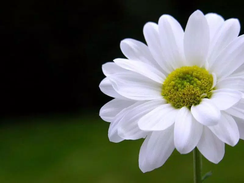White Flower Wallpaper APK pour Android Télécharger White Flower Wallpaper APK pour Android Télécharger