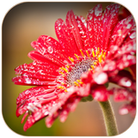 Fresh Flower Morning Images