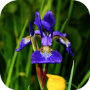 IrisBG: Daily Iris Bloom APK