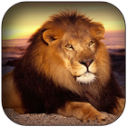 Lion Wallpaper HD-icoon