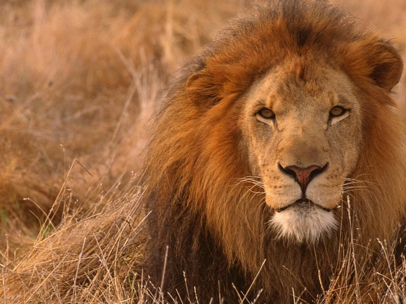 Lion Wallpaper HD APK for Android Download Lion Wallpaper HD APK for Android Download