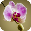 Apps for Orchid Lovers. Wallpapers Keyboard Themes