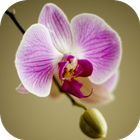 Apps for Orchid Lovers. Wallpapers Keyboard Themes أيقونة