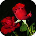 Beautiful Rose Apps. Rose Wallpapers. Roses Live.