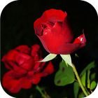 Beautiful Rose Apps. Rose Wallpapers. Roses Live. icon