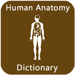 Human Anatomy Dictionary