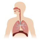 Respiratory System APK