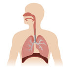 Respiratory System icône