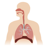 Respiratory System icône