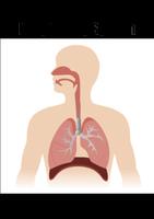 Respiratory System 海报