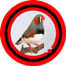 APK Zebra Finch Diamante Mandarin