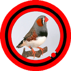 Zebra Finch Diamante Mandarin icône