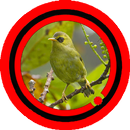 Suara Burung Opior Timor aplikacja