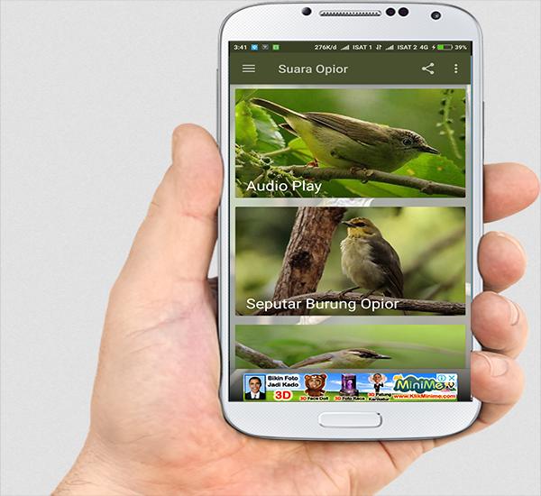 Suara Burung Opior Timor for Android - APK Download