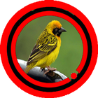 Suara Burung Manyar Kuning icône