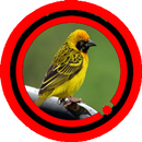 Suara Burung Manyar Kuning aplikacja