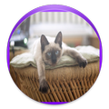How to Training Cat Massages