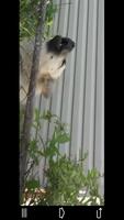Guard Dog - Theft Alarm 포스터