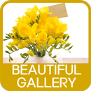 Beautiful Gallery aplikacja