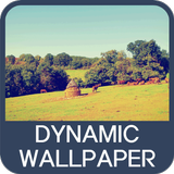 Dynamic Wallpaper icône