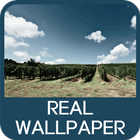 Real Wallpaper biểu tượng