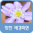 핫한 배경화면 icon