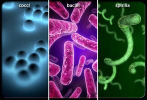 Bacterial Infections 截圖 3