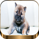 Fotos De perritos: Fotos De cachorros Bonitos APK