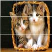 Kucing - Puzzle Hewan
