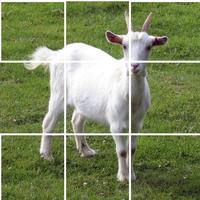 Puzzle Hewan - Kambing capture d'écran 1