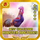 Rooster Ringtones Best Gold Collection APK