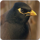Indian Myna Sound : Indian Myna Talking APK
