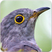 Indian Cuckoo Sound : Indian Cuckoo Song