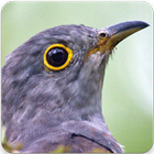 Indian Cuckoo Sound : Indian Cuckoo Song icône