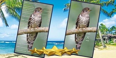 Indian Cuckoo Sound : Indian Cuckoo Song Affiche