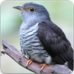 Indian Cuckoo Bird Sounds : Indian Cuckoo Song