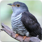 Indian Cuckoo Bird Sounds : Indian Cuckoo Song icône