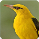 Indian Golden Oriole Sound : Golden Oriole Call APK