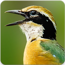 Indian Pitta Bird Sound : Indian Pitta Call APK