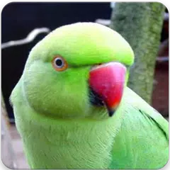 Descargar APK de Indian Ringneck Parrot Sound: Rose-Ringed Parakeet