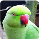 Indian Ringneck Parrot Sound: Rose-Ringed Parakeet icône