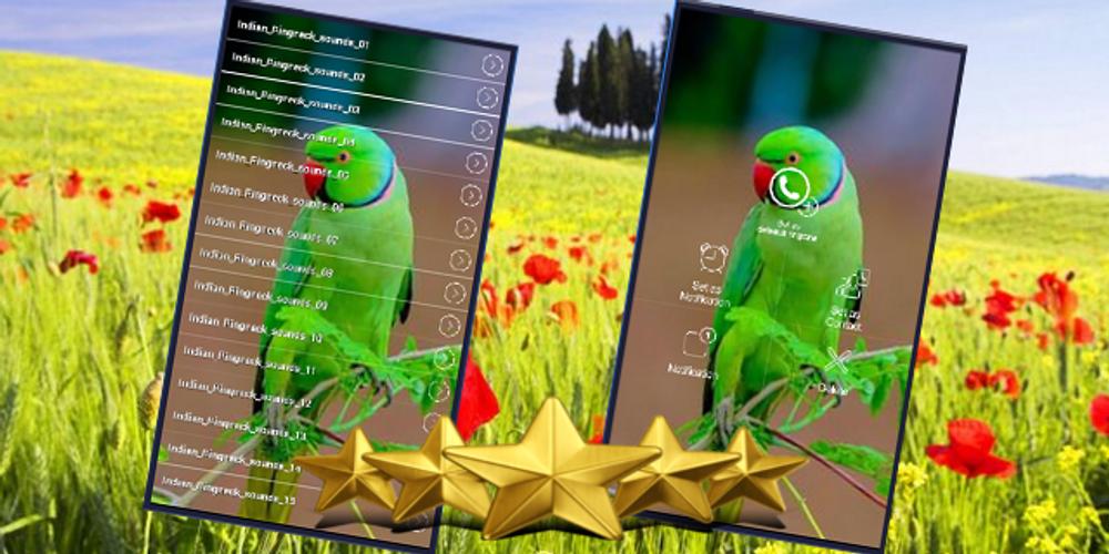 Indian Ringneck Parrot Sound: Rose-Ringed Parakeet APK for Android Download
