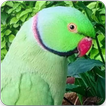 Indian Ringneck Parrot : Indian Ringneck Talking